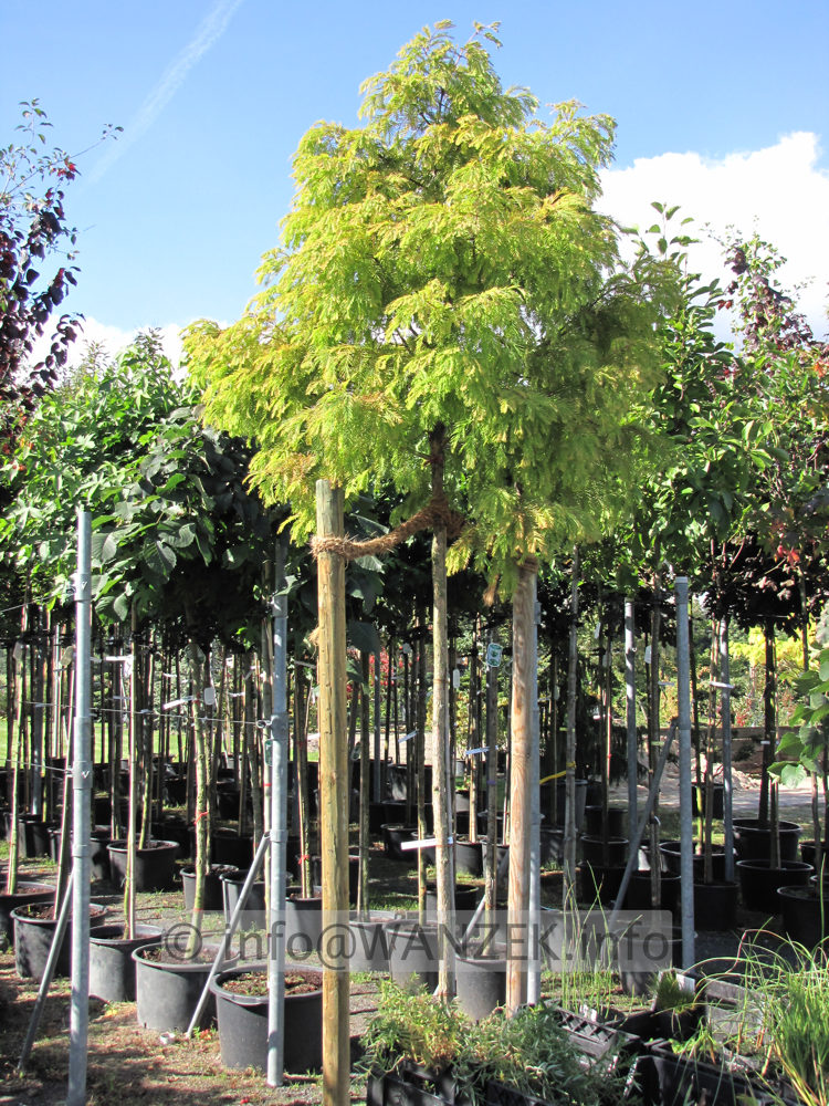 Metasequoia glyptostroboides Matthey.JPG